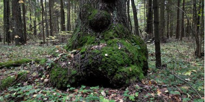  Стабілізований сувіль та кап - дуб, береза, ясень, клен...